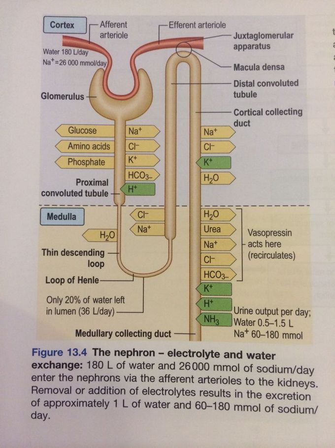 The nephron