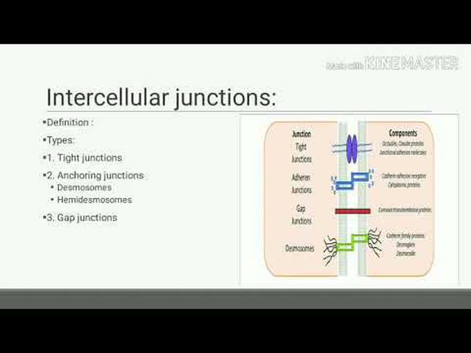 Cellular Junctions-Made easy