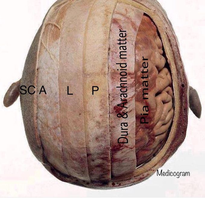SCALP