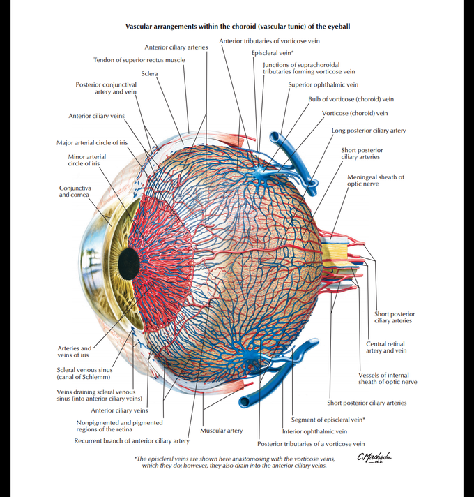 Vascular supply of eye.