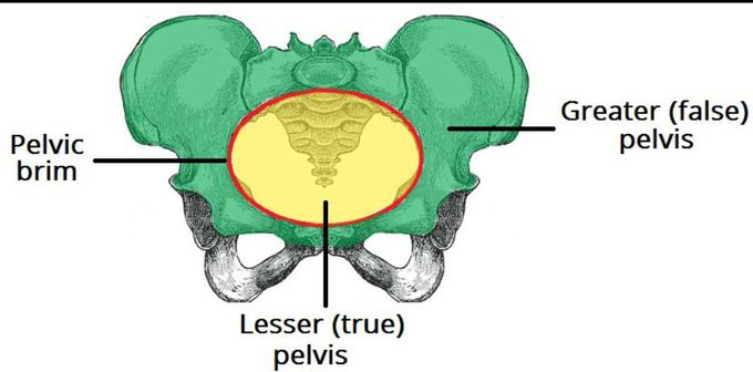 Greater and lesser pelvis