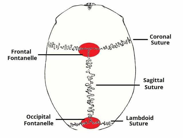 Sutures Of The Skull Medizzy 5303