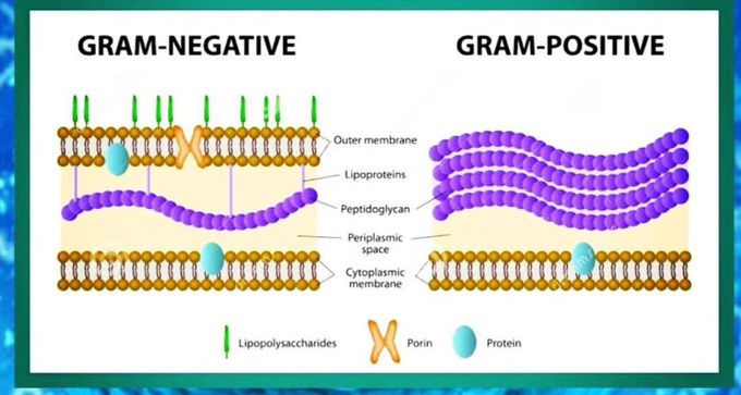 Gram Positive Vs Gram Negative