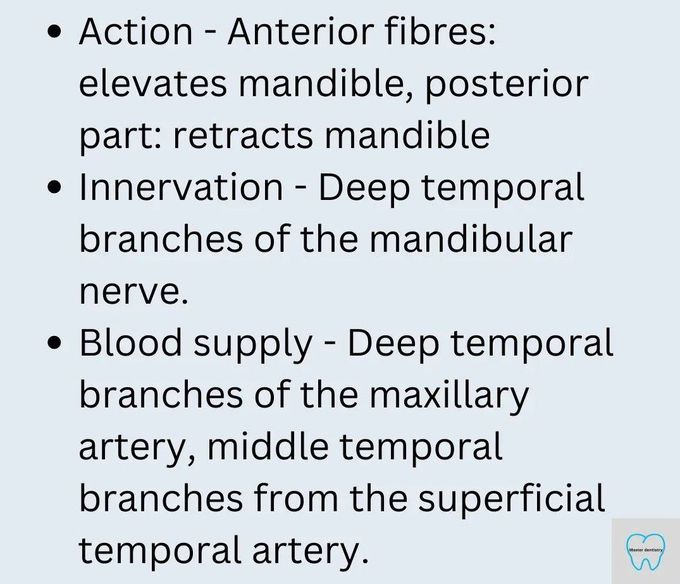 Temporalis