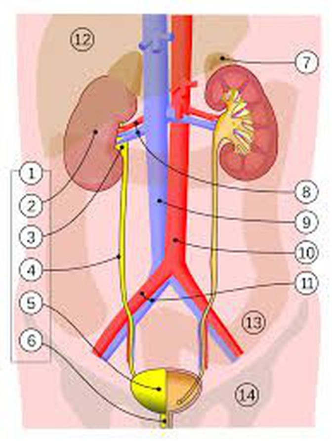 Bladder