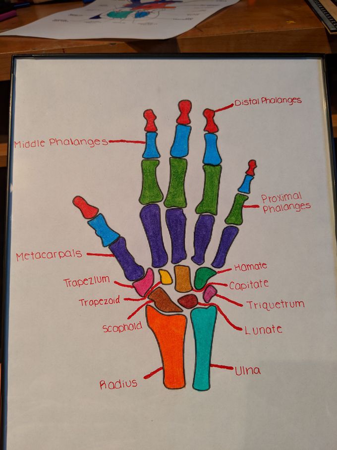 Hand Anatomy