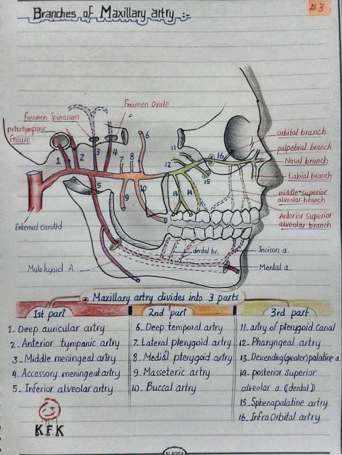 Branches of Maxillary artery