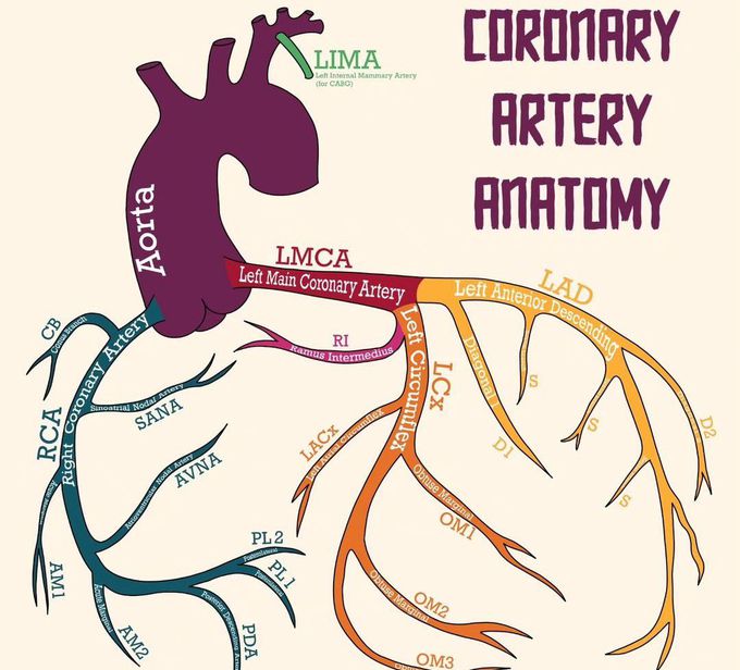 Coronary Artery Anatomy