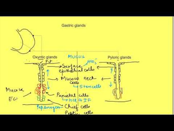 GIT Histology- Gastric Glands