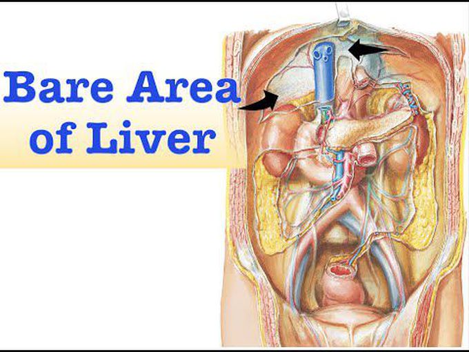 Anatomy of Bare Area of Liver