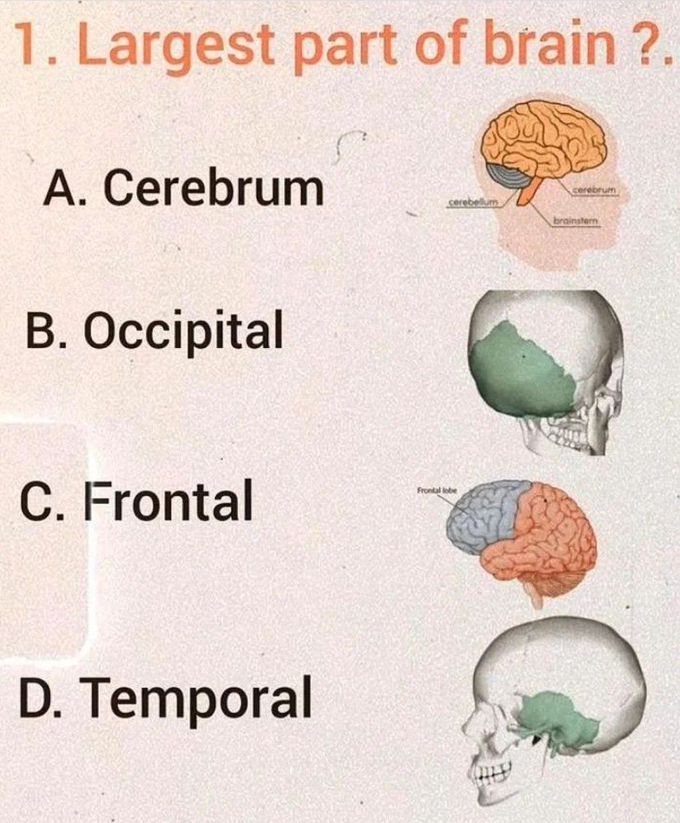 Brain