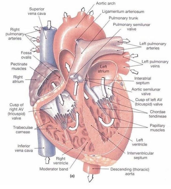 Cardio anatomy