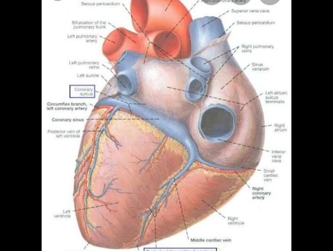 Coronary sulcus