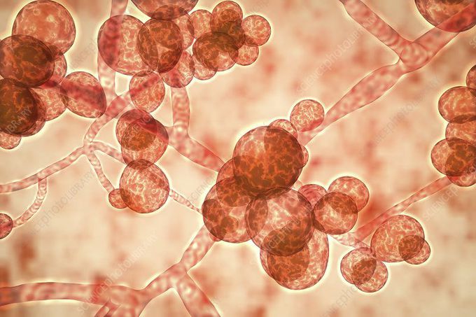 Antifungal found at sea.