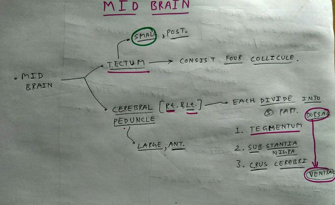 Mid Brain Part's
