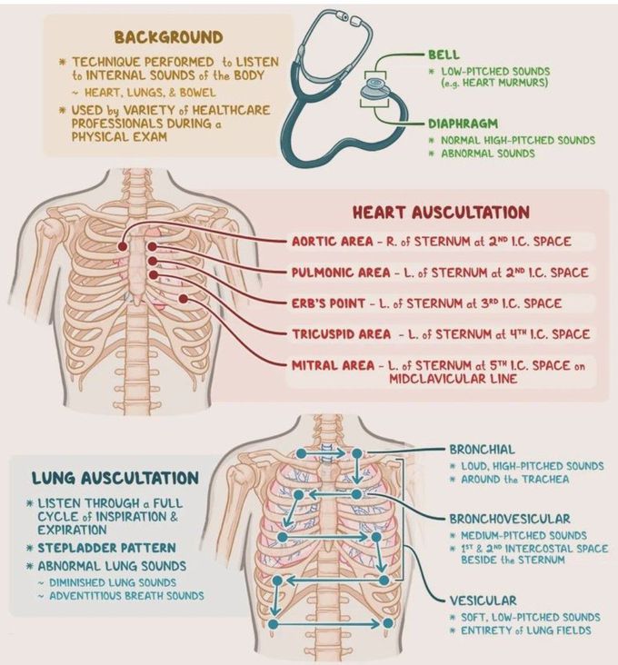 Heart and Lung Auscultation