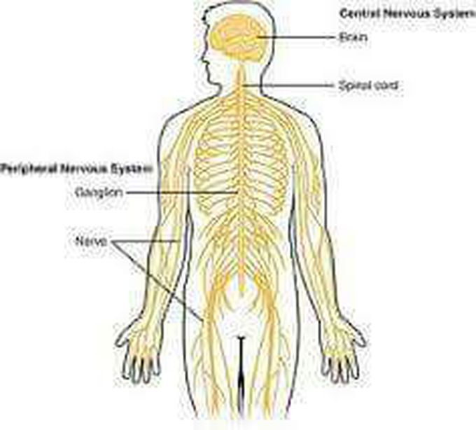 Which of the following section does not relat to the central nerve system? ??
کدام یک ازA✔Brain 
B✔Spinal cord
C✔Cranial nerve 
D✔All