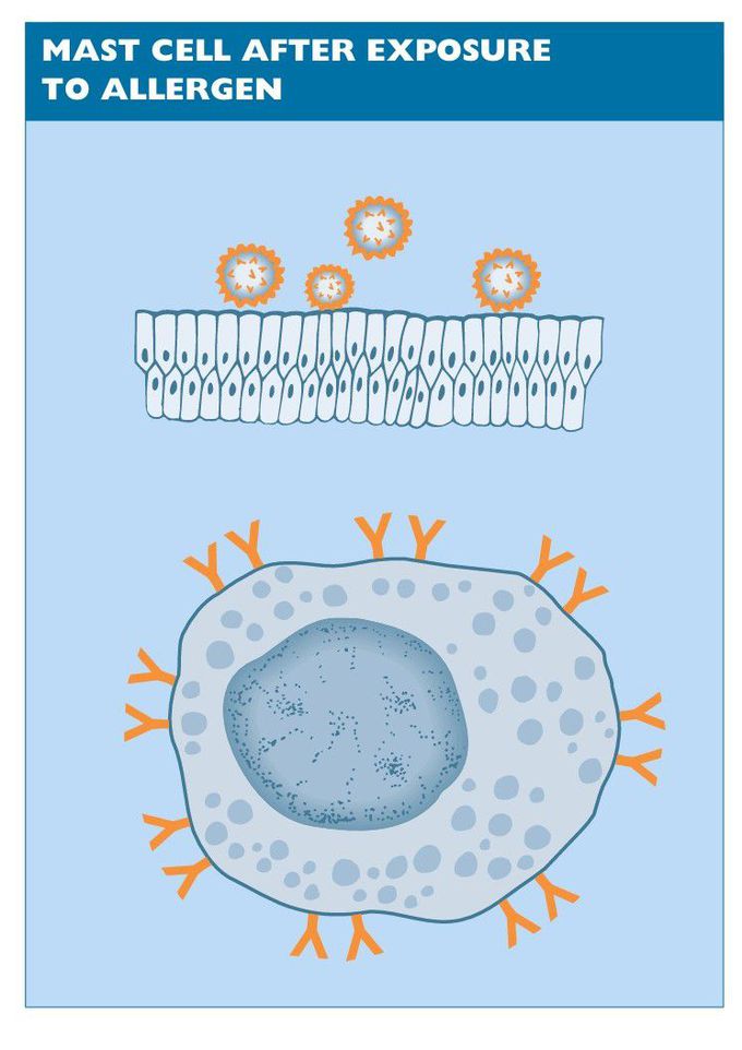 Mast cell after exposure to allergen