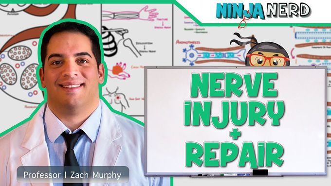 Seddon Classification of Nerve Injuries & Wallerian Degeneration