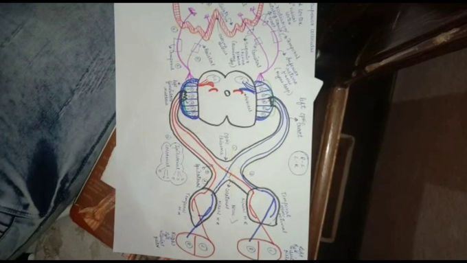 First 4 Cranial Nerves