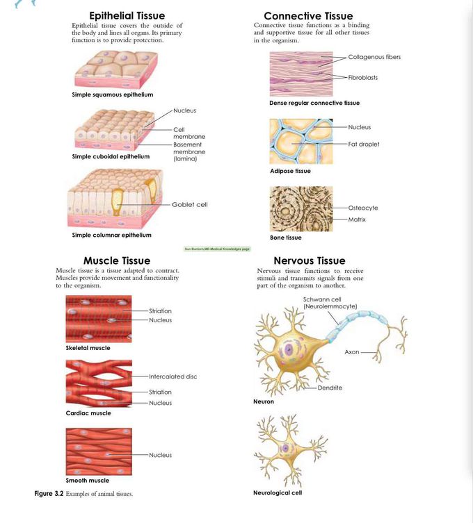 Type of tissue - MEDizzy