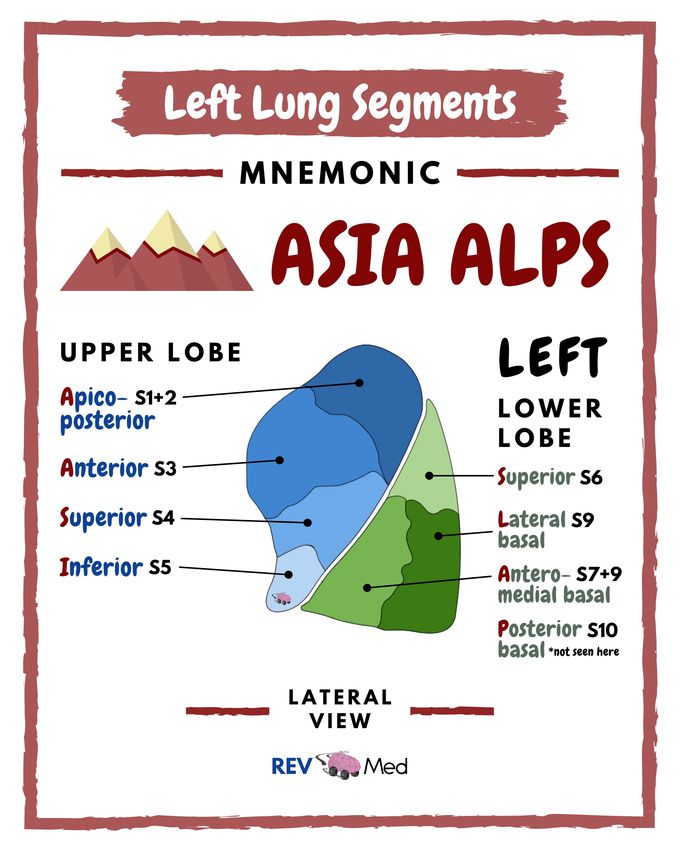 Left Lung Segments 🫁 Mnemonic - Anatomy