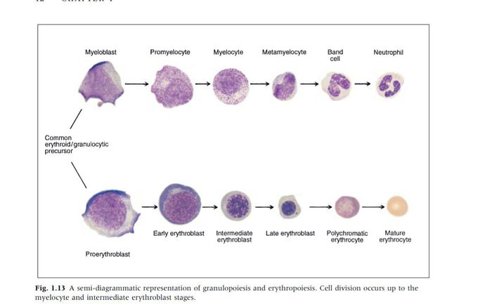 Series of cell