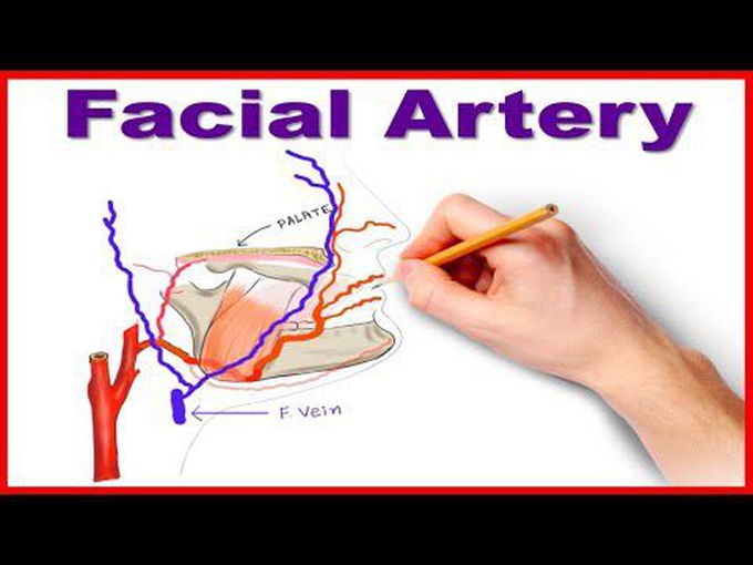 Facial Artery: A quick and easy review