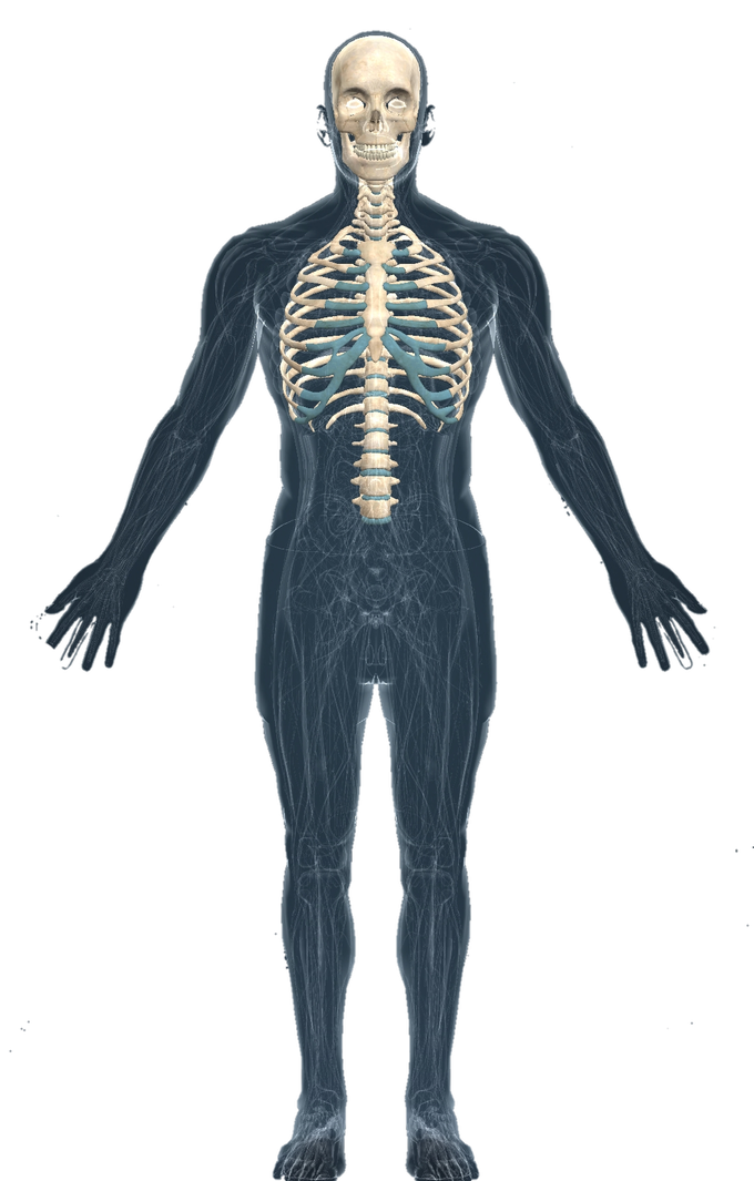 Skeleton