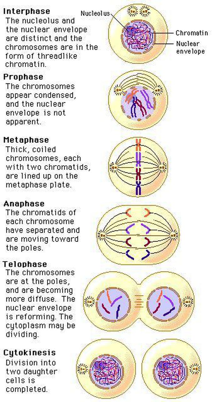 Interphase