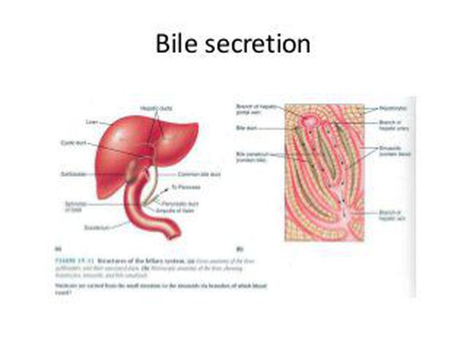 Bile Juice