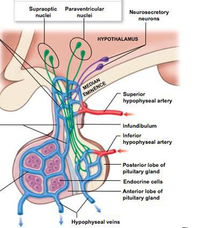 Hypothalamus-hypophysial portal system