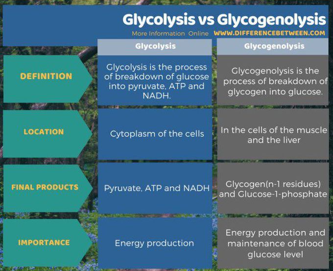 Glycolysis vs Glycogenolysis