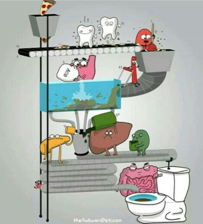 Digestive system