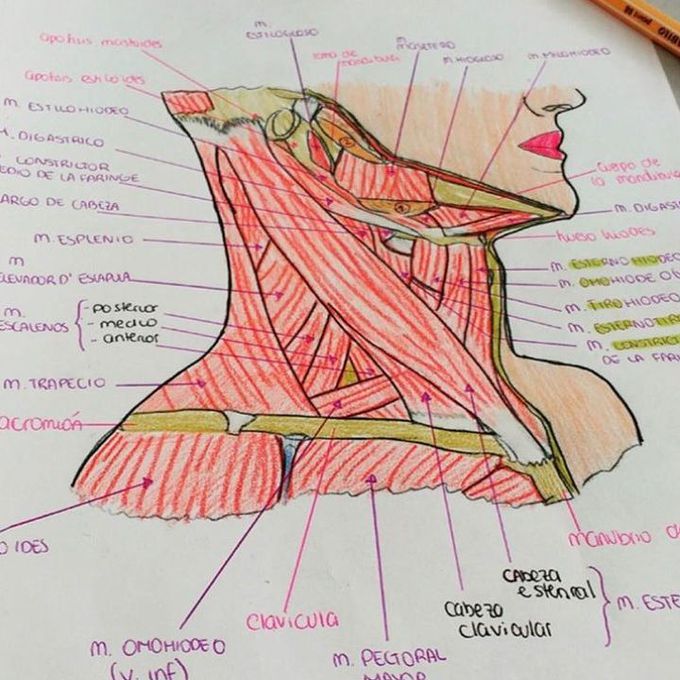 Anatomy love💗