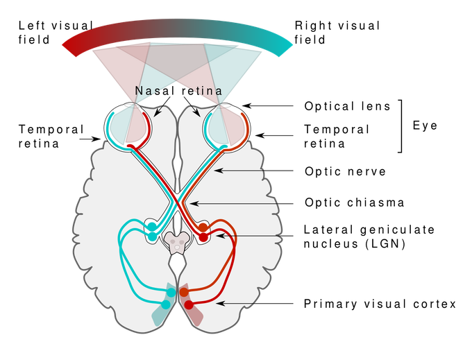 Optic nerve pathway