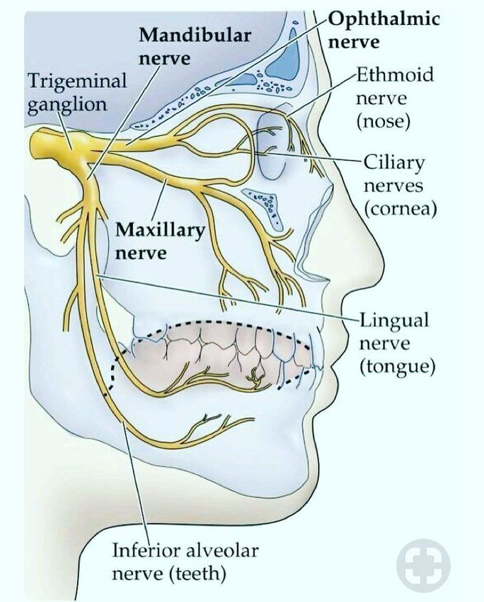 Facial nerve....