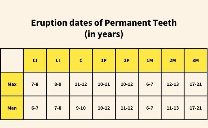 Eruption Age In Permanent Dentition