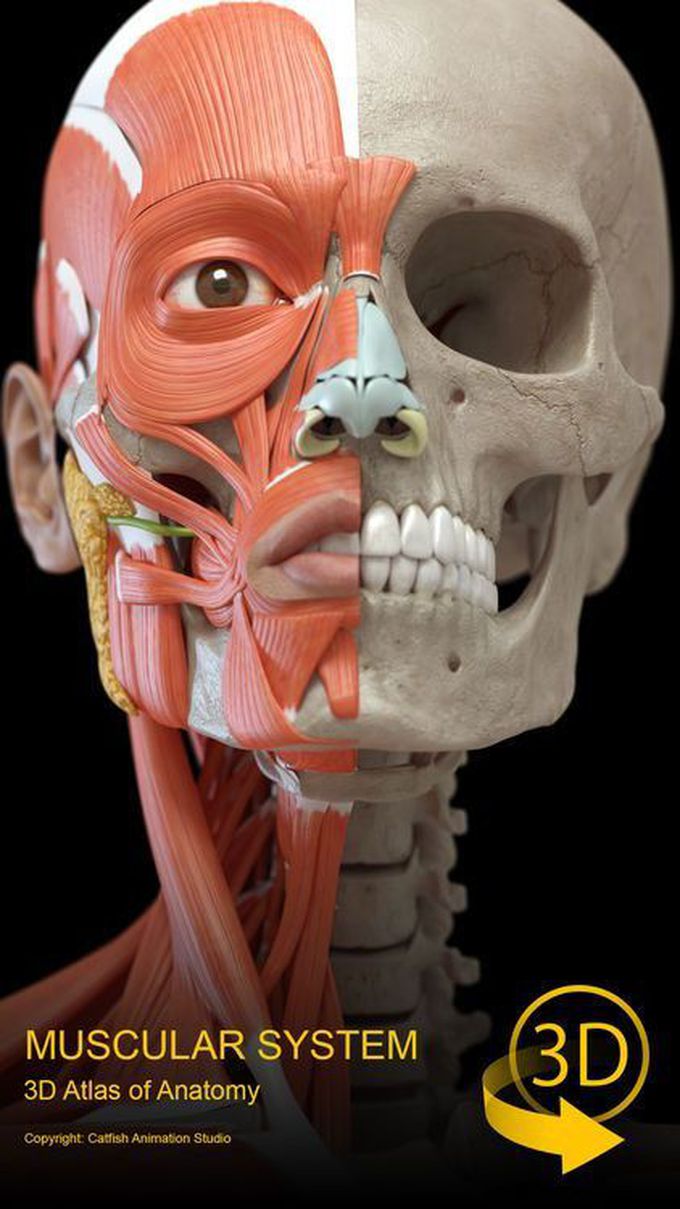 Face muscles