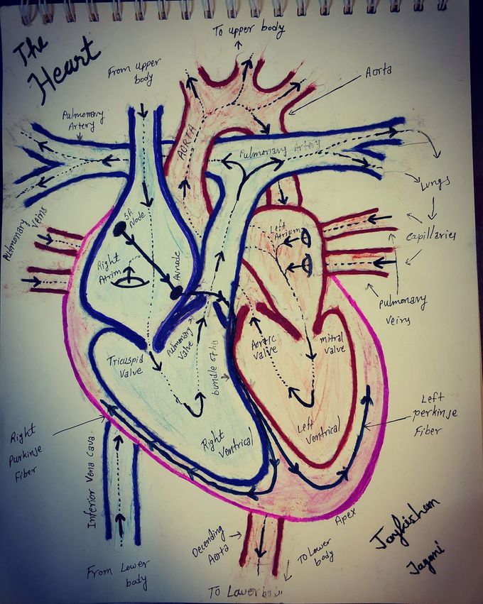 Heart