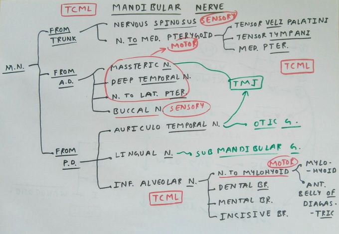 Trigeminal Nerve - Mandibular Division