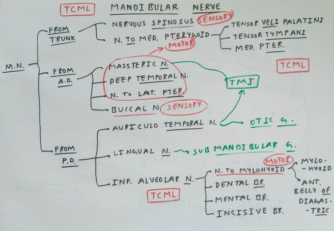 Branches of the Mandibular Nerve - MEDizzy