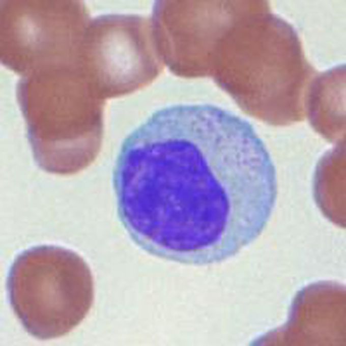 Lymphocytes