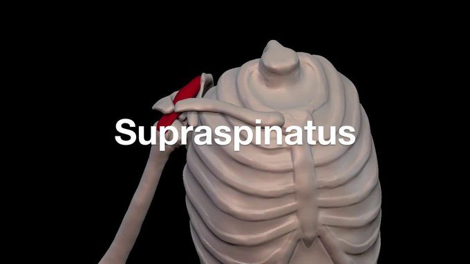 Arm Muscles: 03 Supraspinatus