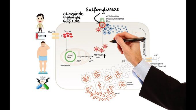 Diabetes Drugs - Pharmacology (Animated)
