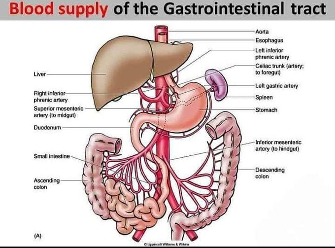 Blood supply of GIT