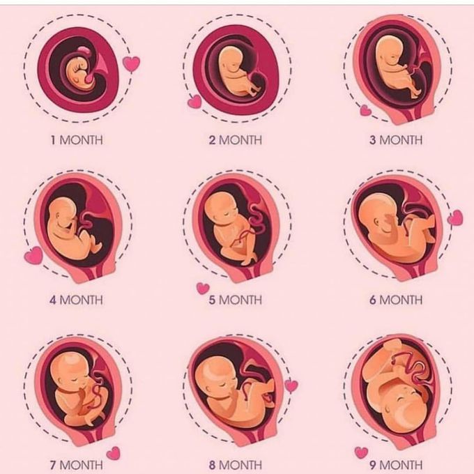 Baby formation during pregnancy