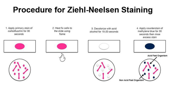Procedure For Ziehl-Neelsen Staining