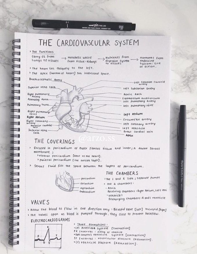 The Cardiovascular system