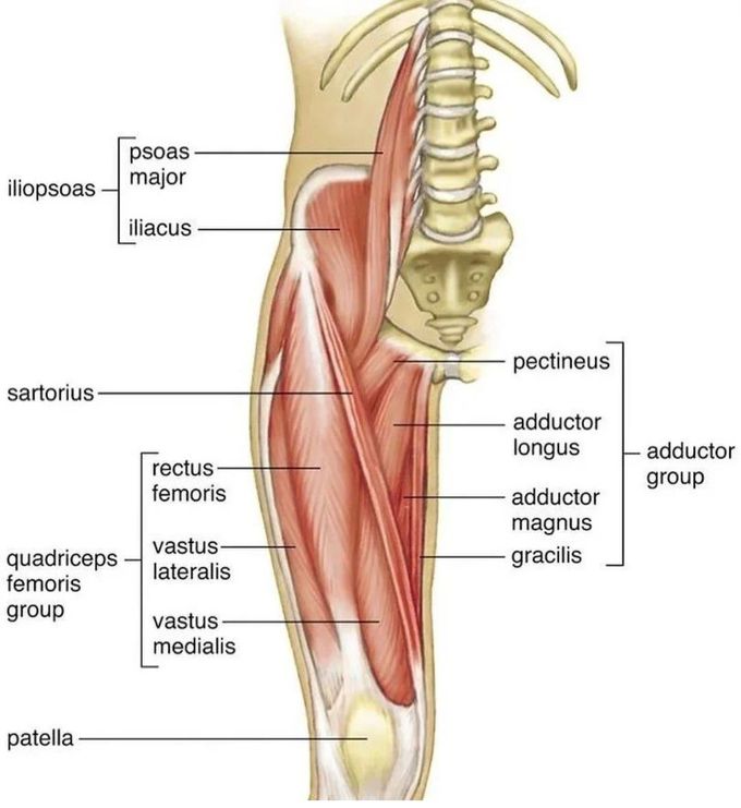 Muscles of Anterior Thigh